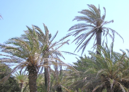 Vacances Crète 2008 -214.JPG